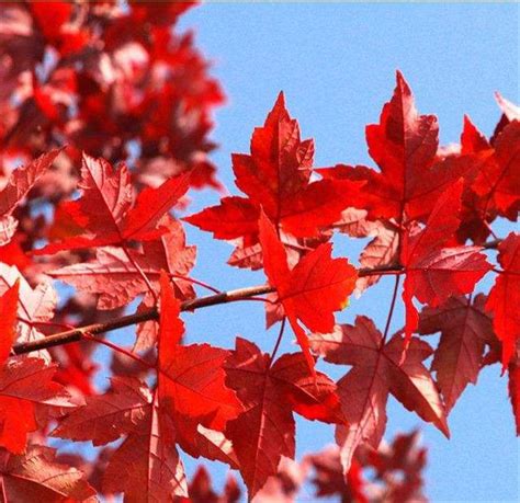 紅楓|美國紅楓 (護理, 特徵, 象徵意義, 圖片)